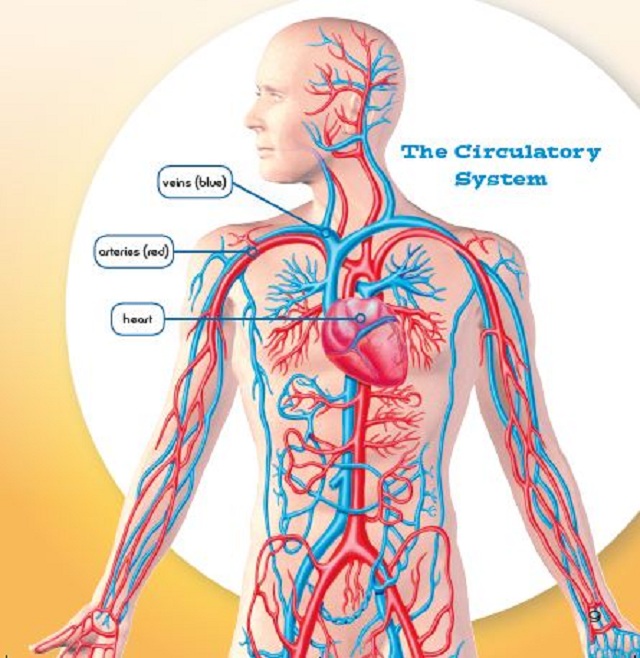 Your Circulotary System 3