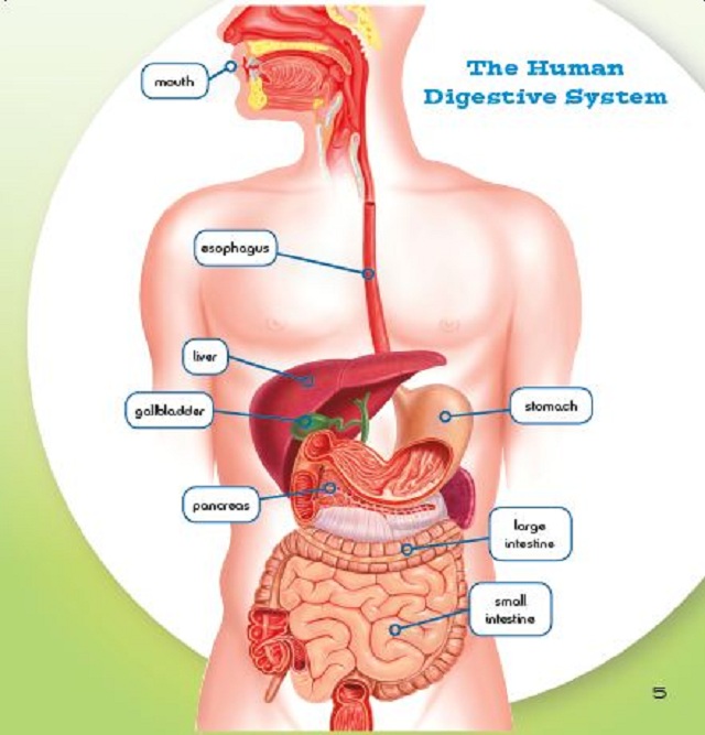 Your Digestive System 4