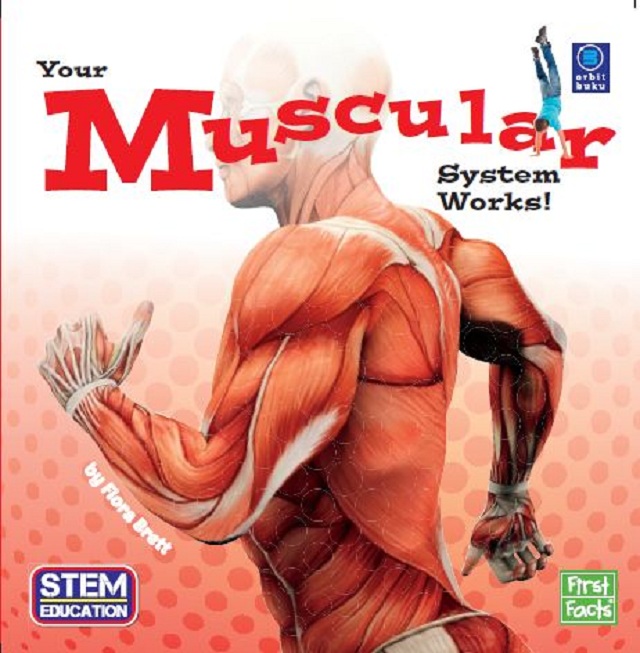 Your Muscular System 1