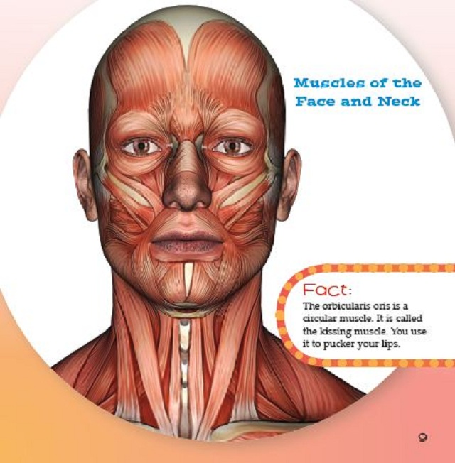 Your Muscular System 3