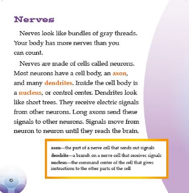 Your Nervous System 3