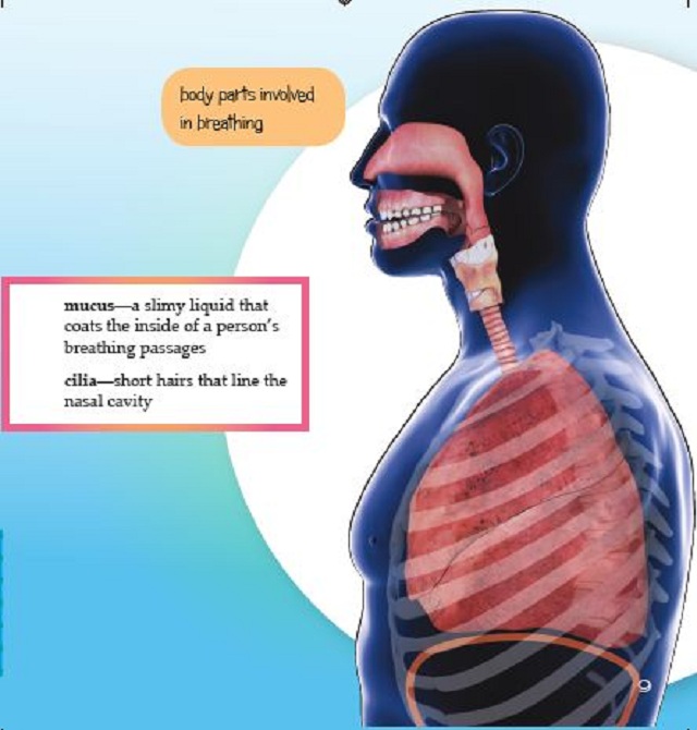 Your Respiratory System 3